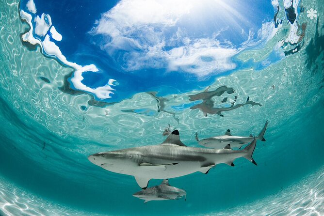 Lagoon Tour in Moorea in Small Group With Lunch - Lunch Details