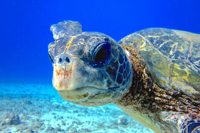 Lahaina Small-group Scuba Review Dive  - Maui - Inclusions in the Package