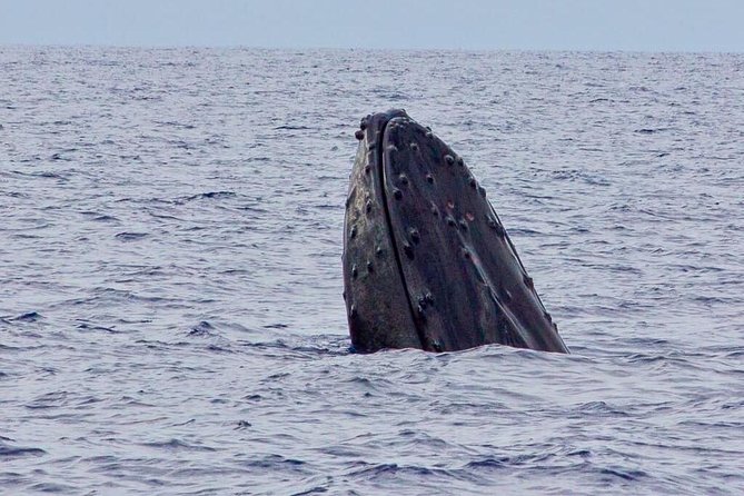 Lahaina Small-Vessel Whale-Watching Experience (Mar ) - Inclusions and Recommendations