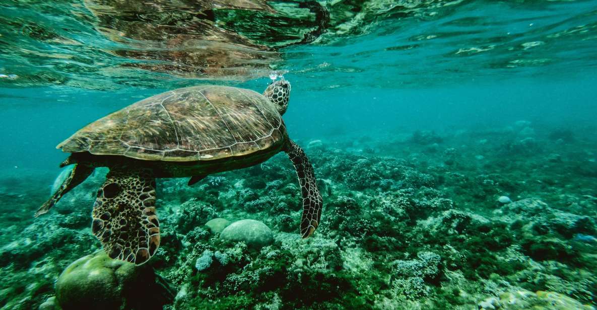 Lahaina: Turtle Town Snorkeling Trip With Photo and Video - Activity Inclusions and Guide