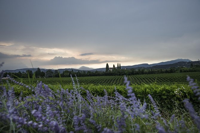 Lake Garda: Wine Tour & Tasting Experience in Bardolino Area - Wine Tasting Details