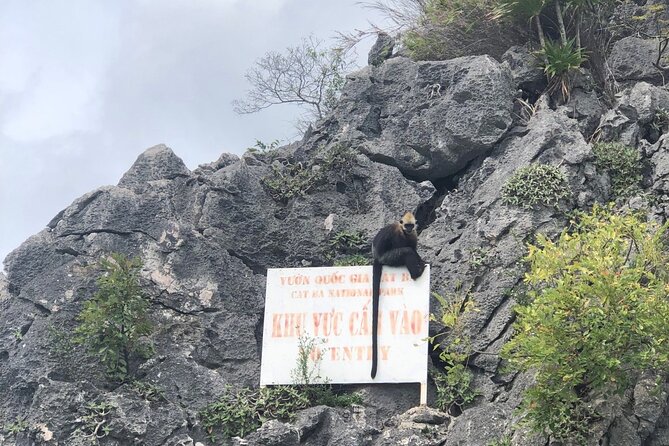 Lan Ha - Ha Long Bay 1 Day Boat Trip - Kayaking From Cat Ba, Avoid the Crowds. - What to Expect