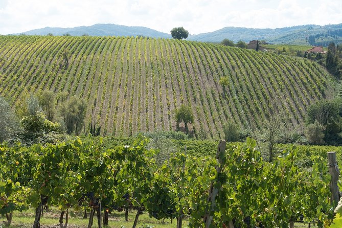 Langhe (Piedmont): Wine Tasting Experience - Experience Highlights