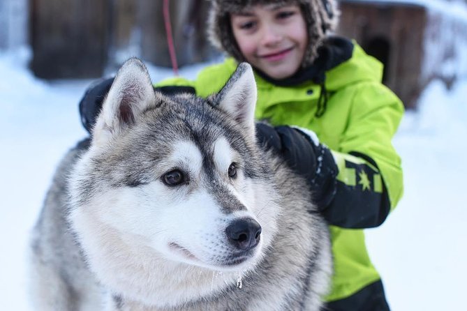 Lapland Husky Safari From Saariselkä - Convenient Hotel Pick-Up Service