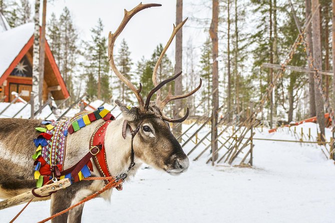 Lapland Reindeer Safari From Rovaniemi - Reindeer Safari Experience Details