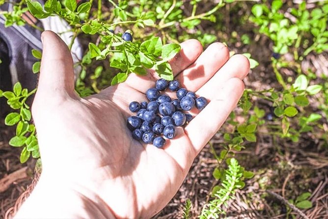 Lapland Small-Group Foraging Tour From Rovaniemi (Mar ) - Tour Details and Inclusions