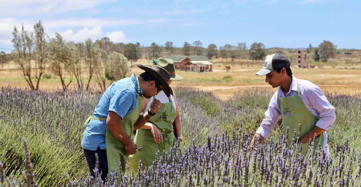 Lavender Field Guided Tour - Experience Highlights