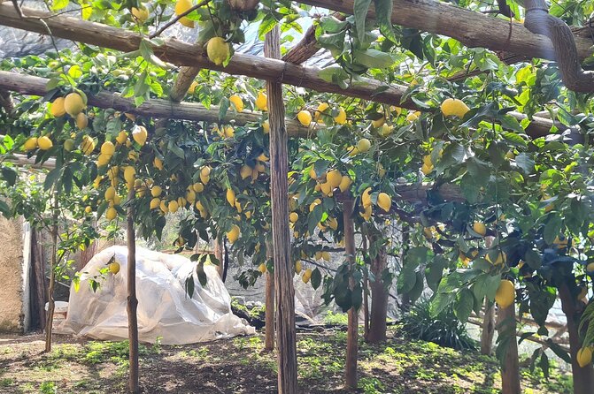 Lemon Path Hike - Amalfi Coast - Logistics