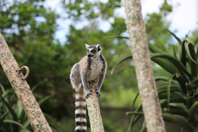 Lemur Experience at Melbourne Zoo - Excl. Entry - Inclusions and Accessibility