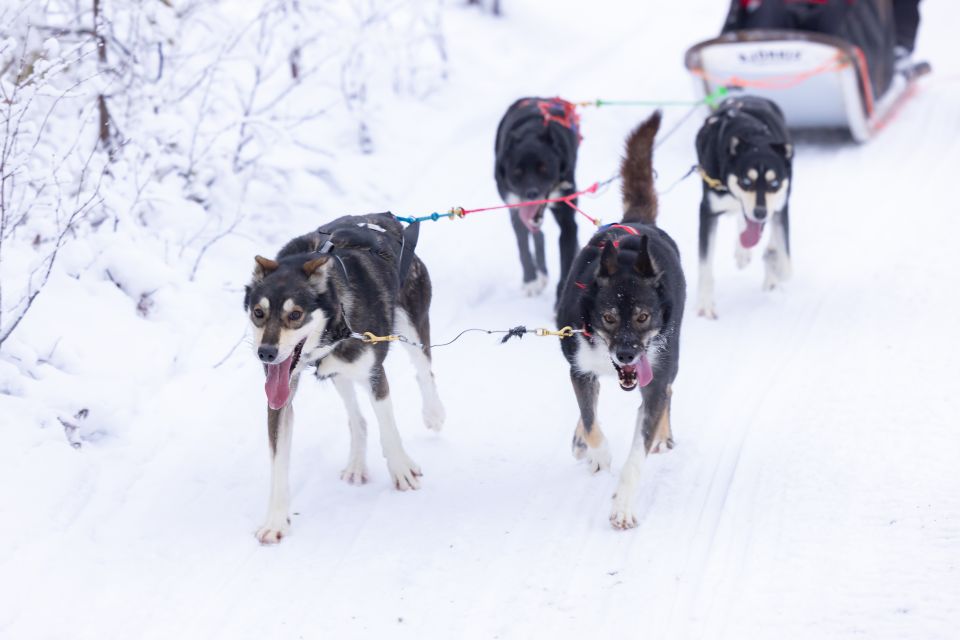 Levi Polar Lights Tours: Arctic Circle Guided Husky Tour - Booking Information