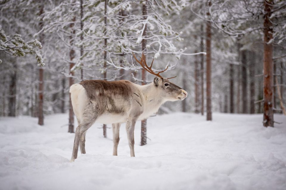 Levi: Traditional Reindeer Husbandry Experience - Activity Highlights