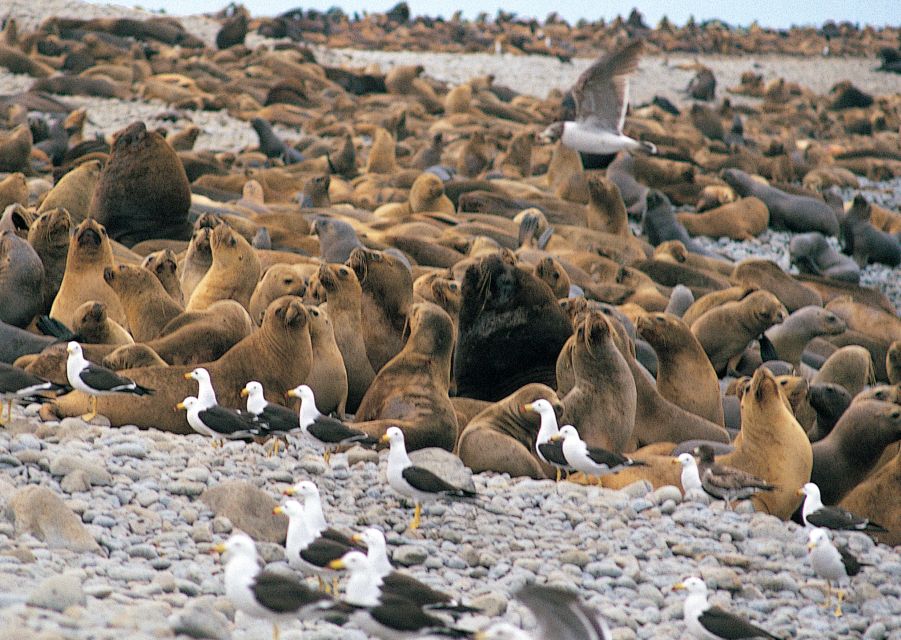 Lima: Ballestas Islands, Winery and Nazca Lines Private Tour - Experience Highlights