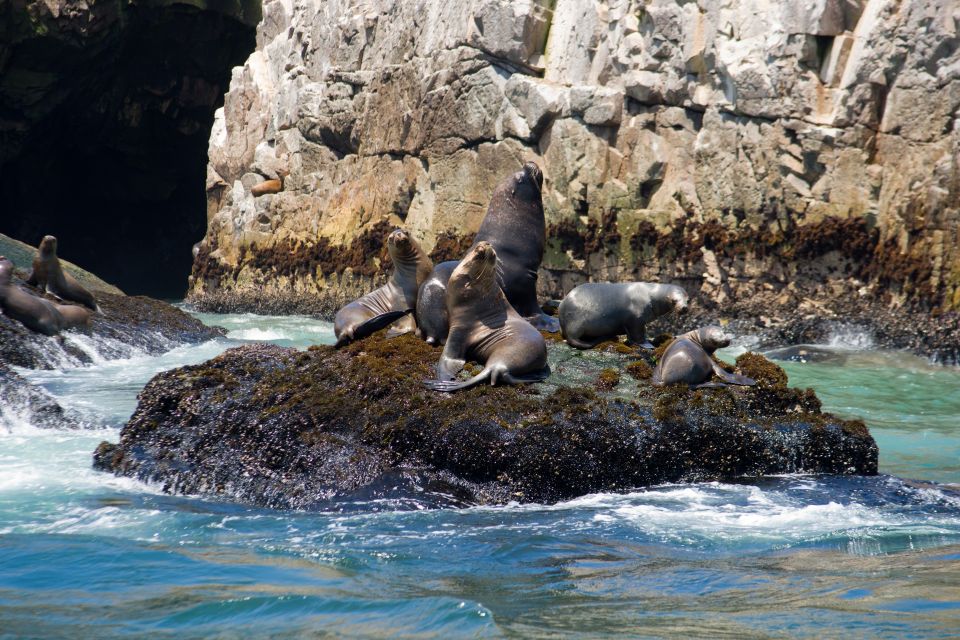 Lima: Sea Lion Swim and Wildlife Palomino Islands Cruise - Experience Highlights