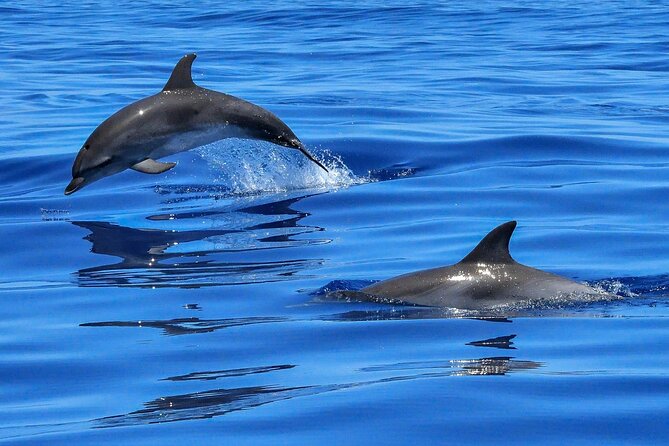 Lisbon Cruise With Dolphin Watching - Cancellation Policy