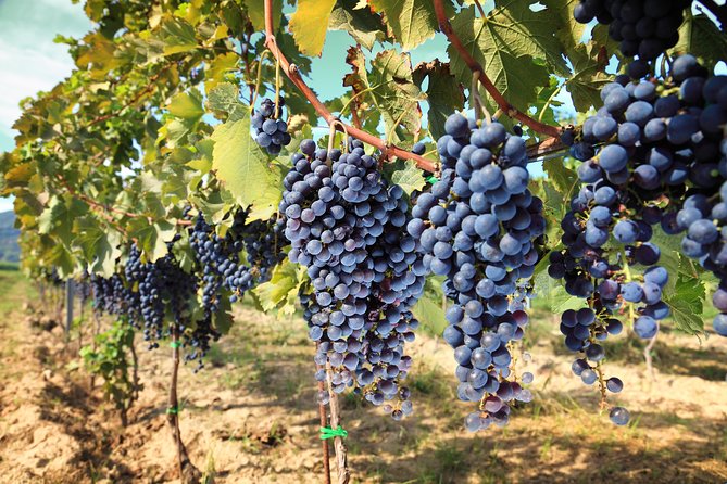 Livorno Shore Excursion: Chianti and Tuscany Countryside Private Wine Tour - Itinerary Highlights