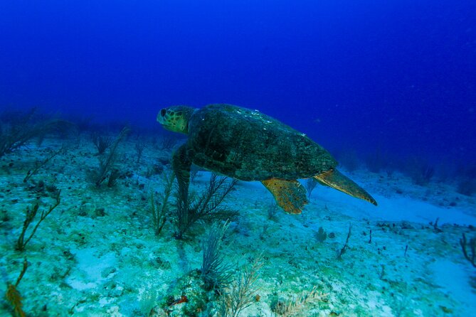 Local Reef Dives for Certified Divers - Logistics Information