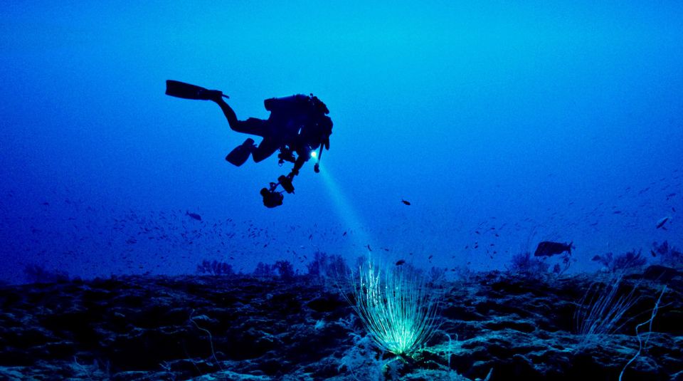 Local Scuba Night Dive - Experience Highlights