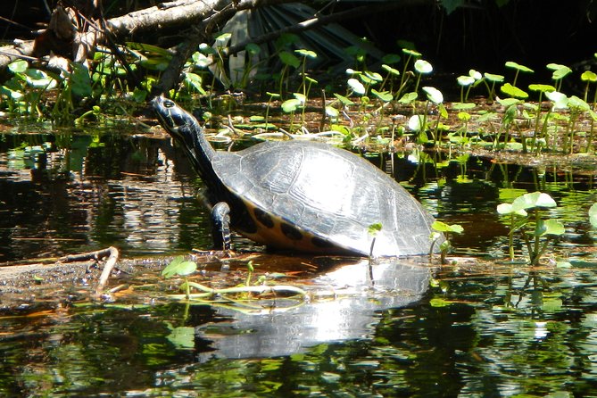 Lofton Creek Kayaking Trip With Professional Guide - Expectations and Requirements