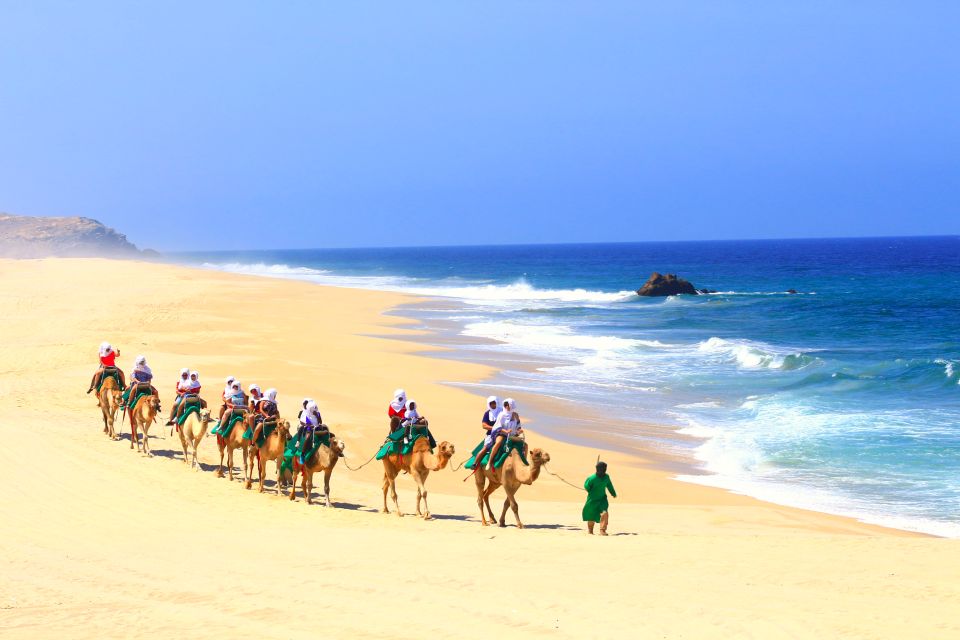 Los Cabos: Sunset Fiesta Dinner Cruise With Camel Ride Tour - Experience Highlights