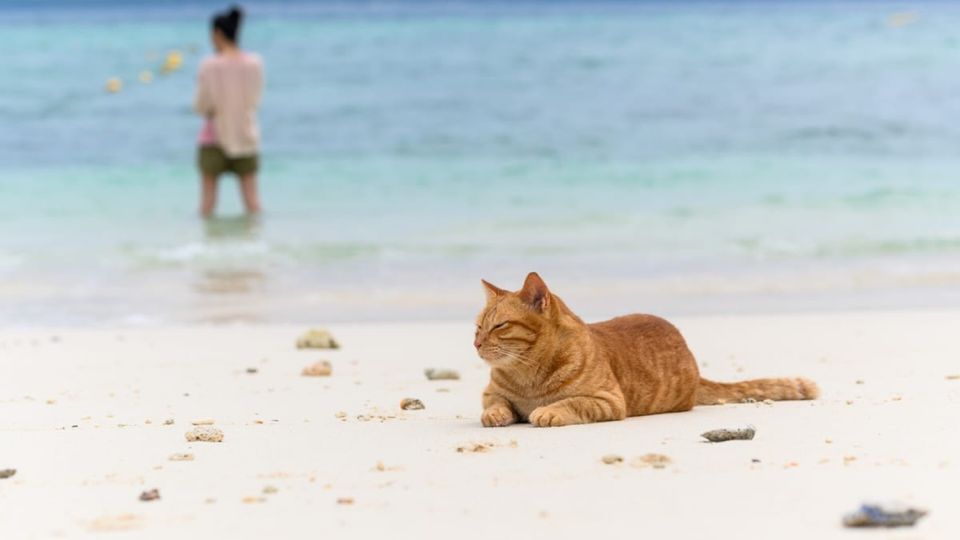 Luxury Lipe Cave Khai Island Long Tail Boat Half-Day - Activity Highlights