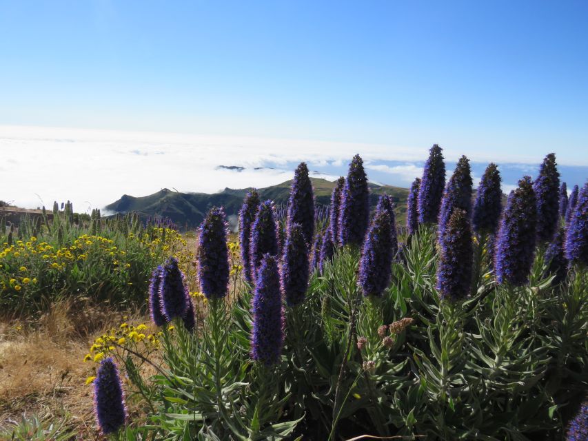 Madeira : 3 Peaks, Pico Arieiro, Das Torres, Ruivo Trek - Customer Experience and Reviews