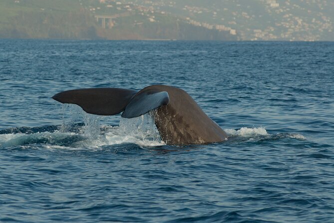 Madeira Dolphin & Whale Watching Tour - Pricing and Booking