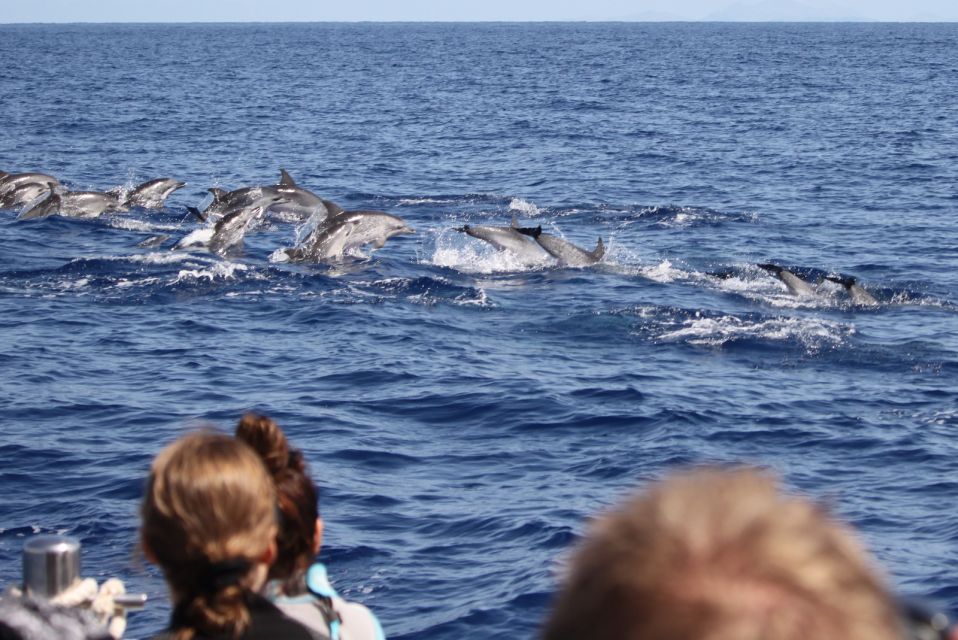 Madeira: Guaranteed Whales or Dolphins Watching Tour - Booking Information