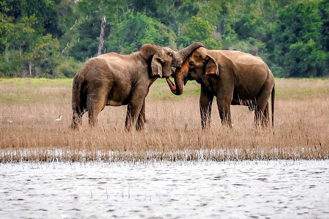 Maduru Oya National Park Private Safari - Booking Details