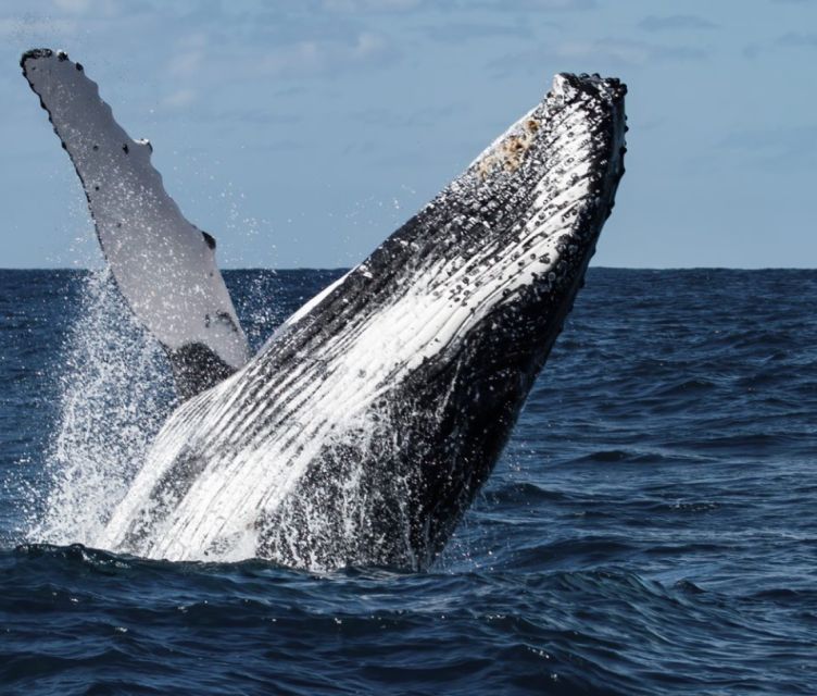 Magdalena Bay: Grey Whale Encounter - Booking and Payment Information