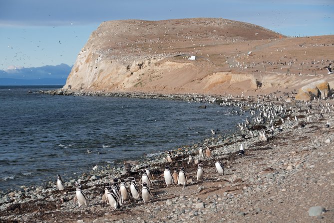 Magdalena Island Penguin Tour by Boat From Punta Arenas - Departure Details