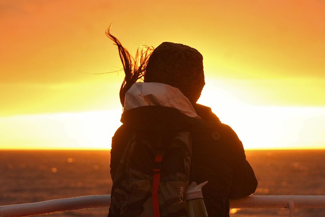 Magical Whales in the Midnight Sun From Reykjavik - Discover Nocturnal Marine Life