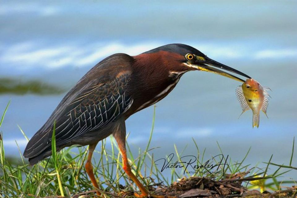 Mahahual: Costa Maya Birdwatching Experience - Location and Exploration