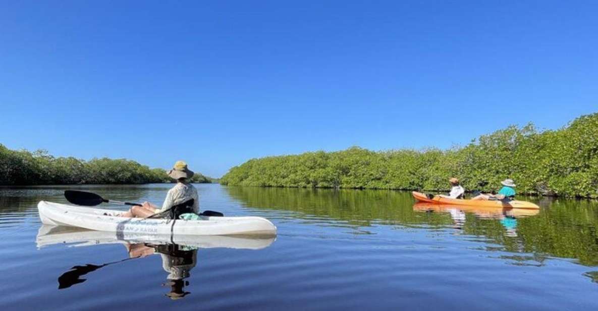 Mahahual: Kayaking in the Mangroves Experience - Experience and Engagement