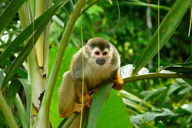 Manuel Antonio National Park Day Trip From Jaco Incl. Lunch - Lunch Details and Menu