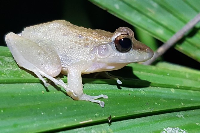 Manuel Antonio Night Tour - Tour Overview