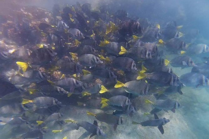 Marietas Islands Eco Discovery Snorkeling Adventure - Additional Information