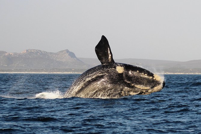 Marine Big 5 Safari With Transport From Hermanus - Tour Highlights and Itinerary