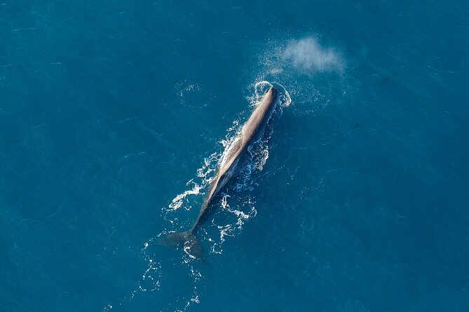 Marine Biologist Helicopter Tour: Whales and Cray Tails - Marine Biologist Expertise