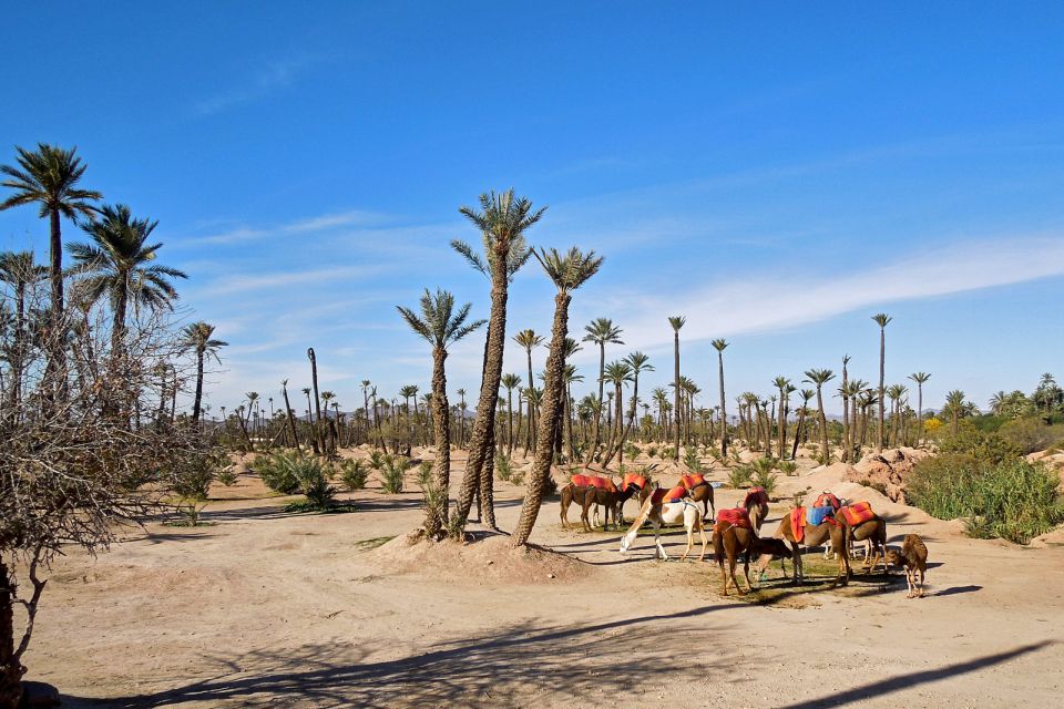 Marrakech: 2-Hour Quad Bike & Camel Ride in Palmeraie - Review Summary