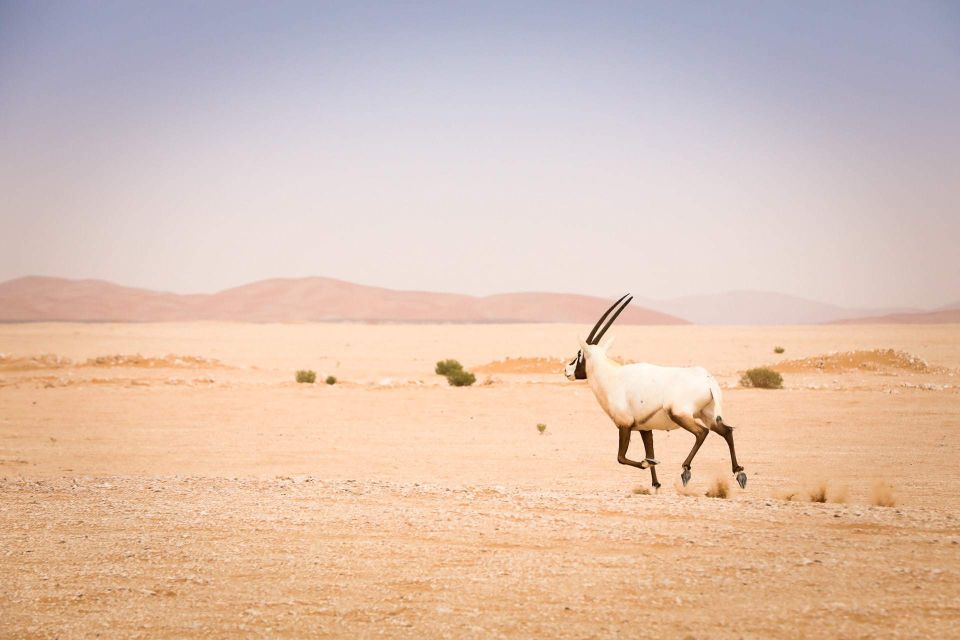 Marrakech: 3-Days Merzouga Instagramable Tour - High Atlas Mountains Exploration