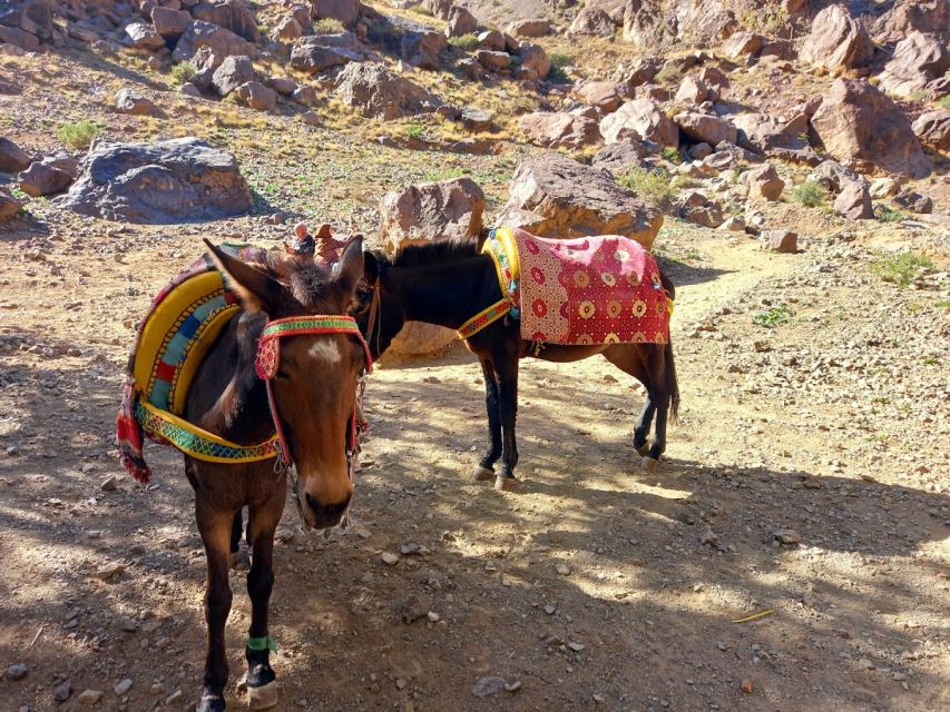 Marrakech: Atlas Mountains & Agafay Desert With Camel Ride - Flexible Cancellation Policy Details