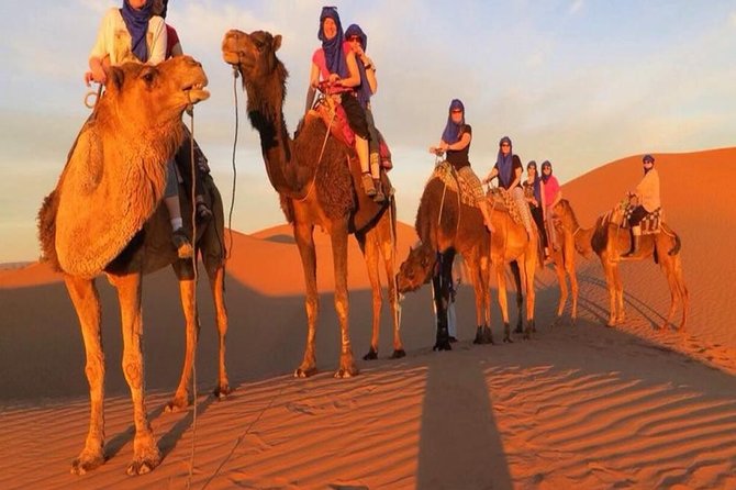 Marrakech Camel Ride - Customer Reviews and Ratings