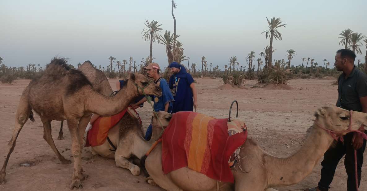 Marrakech Camel Ride in the Palm Grove - Experience Highlights