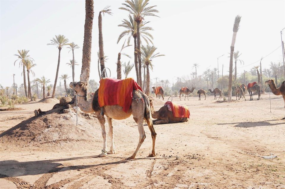 Marrakech Camel Ride & Quad Bike Ride - Experience Highlights