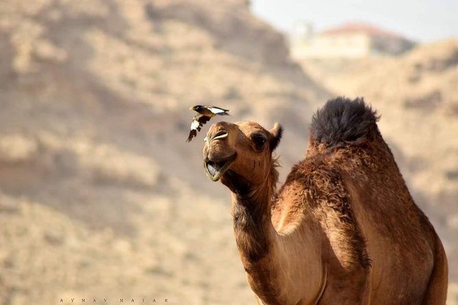 Marrakech: Desert Dinner/ Show With Camel Ride or Quad Bike - Pricing and Booking
