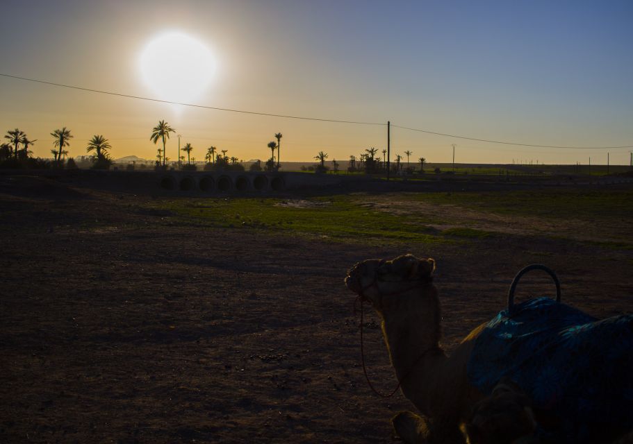 Marrakech : Exciting Camel Ride in Palmeraie - Experience