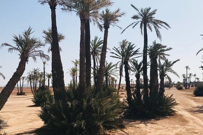 Marrakech Grove Palm Buggy Tour - Inclusions and Amenities