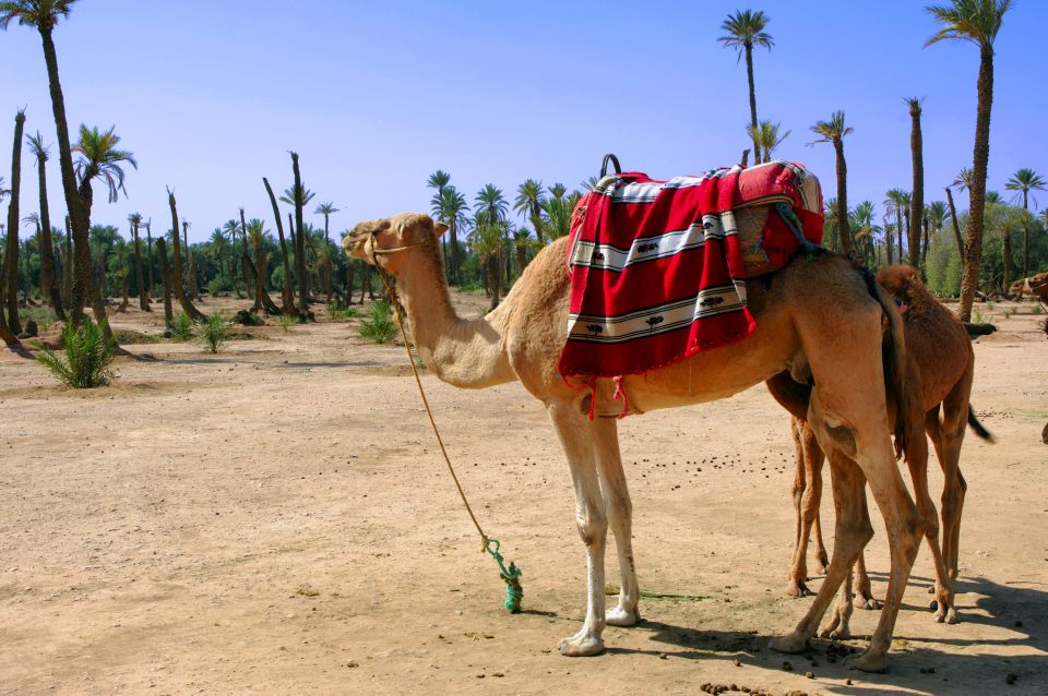 Marrakech: Half-Day Camel Ride in Palm Grove - Experience Highlights