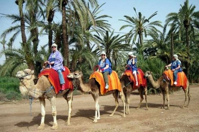 Marrakech Half-Day Camel Ride in Palm Grove - Review Highlights