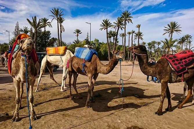 Marrakech Palm Grove Camel Ride With Sunrise Air Balloon - Views of Villages and Countryside